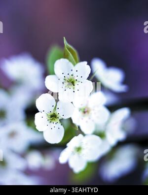 Eine Nahaufnahme weißer Blumen mit grünen Blättern, die ihr zartes und zartes Aussehen einfangen. Stockfoto