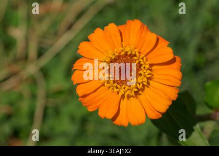 Nahaufnahme einer orangen Zinnia Stockfoto