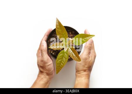 Blick von oben auf Avocadobaumkeimlinge mit zwei Händen, die sie bewachen Stockfoto