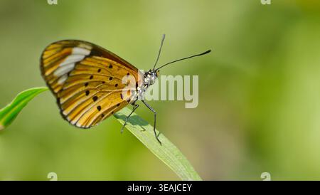 Ein orangener und weißer Whitebar Acraea (Telchinia encedon) Schmetterling ruht auf einem Grasblatt in der Sonne, Magoebaskloof, Südafrika Stockfoto