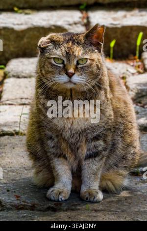 Streunende Katze mit gefaltetem Ohr sitzt draußen an einem sonnigen Tag in Japan Stockfoto
