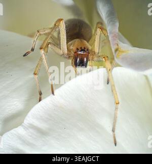 Makroaufnahme von brauner Spinne auf weißer Blume mit detaillierten Augen und Beinen, Insektenwelt Natur Stockfoto