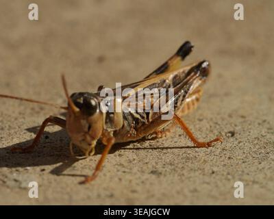 Grashüpfer Makro Nahaufnahme auf sandigem Boden mit detaillierter Textur, insektenfarbenem Hintergrund Stockfoto