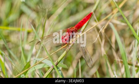 In Kruger, Südafrika, ruht eine Rote Scharlachse (Crocothemis erythraea) oder eine Rote Scharlach-Darter-Libelle im Sonnenlicht Stockfoto
