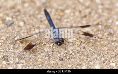 Eine blaue Brachythemis leucosticta (Southern Banded Groundling, Brachythemis leucosticta) Libelle, die sich am Boden in Kruger, Südafrika, ruht Stockfoto