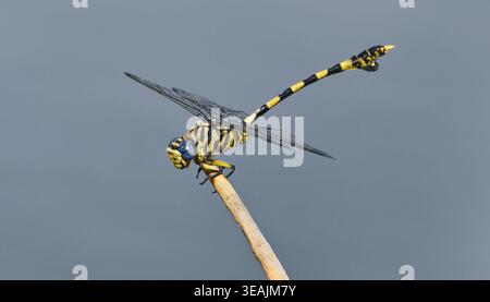 Eine blauäugige, gestreifte Tigertail-Libelle (Ictinogomphus ferox) liegt auf einem Stock neben Wasser in Kruger, Südafrika. Stockfoto