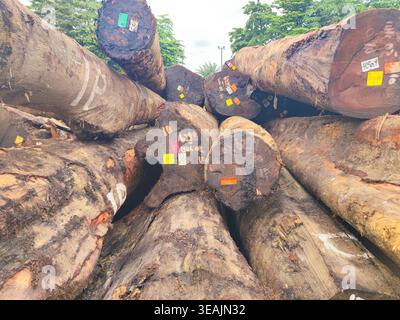 Ein enger Haufen geernteter Stämme mit sichtbaren farbigen Kennzeichnungsetiketten, die in einem industriellen Holzlager angeordnet sind Stockfoto