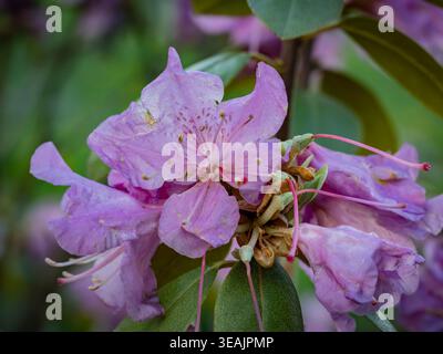 Leuchtende hellviolette Rhododendronblüten und Knospen auf einem Busch mit grünen Blättern in einer natürlichen Gartenumgebung, Makroansicht Stockfoto