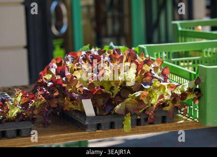 Junge rote Blattsammlinge Lactuca sativa wachsen in Tabletts im Gartencenter, frisches Bio-Gemüse, bereit zum Anpflanzen im Boden im Freien Stockfoto