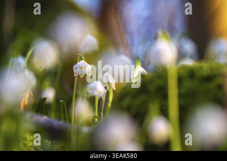 Der Fokus liegt auf einem einzigen blühenden Frühlingsknotweed (Leucojum vernum), auch bekannt als Sumpfmarigold, inmitten anderer verschwommener Pflanzen, Niedersachsen, GE Stockfoto
