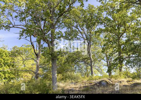Bäume auf felsigem Boden, Segersgaerde Naturschutzgebiet bei Vaestervik im Archipel der Ostküste, Schweden Stockfoto