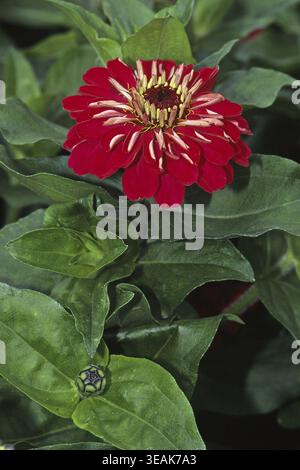 Zinnea F1 Hybrid „Mondo Dark Pink“, Zinnia Stockfoto