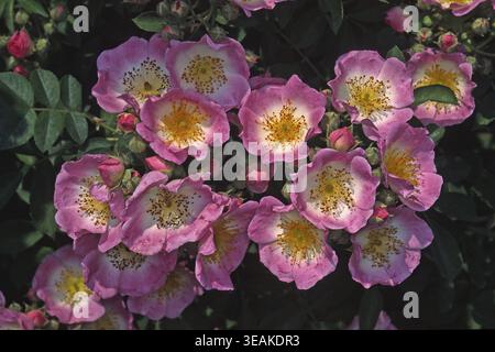 Rosa „Kew Rambler“, Kletterrose (Kew Gardens 1912), Farbe rosa Stockfoto