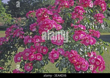 Rosa „American Pillar“, Kletterrose (van Fleet 1902), ramblerrose, Farbe Rose, Karminrosa Stockfoto