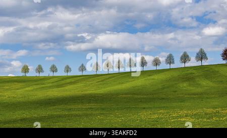 Eine Reihe von Bäumen auf einem Hügel im Frühjahr. Landschaft am Rande von Schönbuch bei Waldenbuch. Waldenbuch, Baden-Württemberg, Deutschland Stockfoto