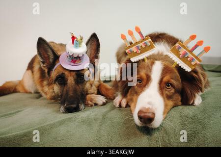 Deutscher Schäferhund und rote Trikolore australische Schäferhunde liegen mit Partyzubehör und festlicher Dekoration. Ein ruhiger Moment mit Haustieren in einer festlichen Umgebung Stockfoto