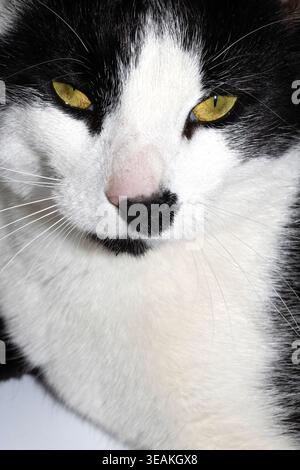 Schwarz-weiße Katze mit gelben Augen auf weißem Hintergrund Nahaufnahme Stockfoto