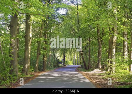 Ein schattiger Pfad durch einen dicken grünen Wald, durchdrungen von Sonnenlicht, Frühling, Middelfart, Ostsee, Funen, Dänemark Stockfoto