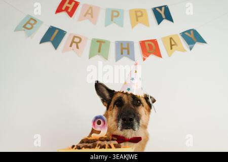 Deutscher Schäferhund mit Partyhut und Fliege sitzt hinter Geburtstagstorte mit Kerze mit der Zahl neun. Festliche Haustier-Feier-Szene. Stockfoto