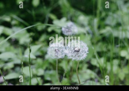 Weiße Löwenzahn-Samenköpfe in Green Meadow Nahaufnahme Stockfoto