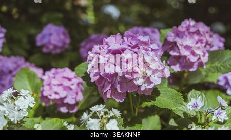 Lila und rosa Hortensie blüht mit weißen Blumen im Sommergarten Stockfoto
