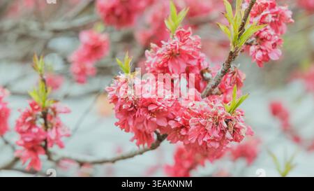 Leuchtende pinkfarbene Pfirsichblüten in voller Frühlingsblüte Stockfoto