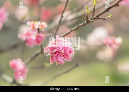 Weiche rosafarbene Doppelblütenblume mit Nahaufnahme Stockfoto