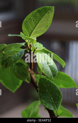 Grüner Blattzweig mit Wassertropfen nach Regen in Nahaufnahme Stockfoto