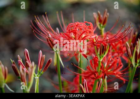 Rote Spinnenlilie Knospen und blüht zusammen im Herbstgarten Stockfoto