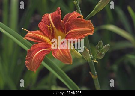 Hemerocallis citrina „Appel Tart“, Taglilie Stockfoto