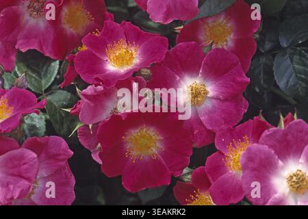 Rosa „American Pillar“, Kletterrose (van Fleet 1902), ramblerrose, Farbe Rose, Karminrosa Stockfoto