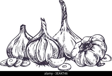 Handgezeichnete Skizze von Knoblauchzwiebeln und -Scheiben. Einfarbige Tusche Illustration der kulinarischen Zutat. Grafisches Designelement für Rezeptbuch, Café-Menü Stock Vektor