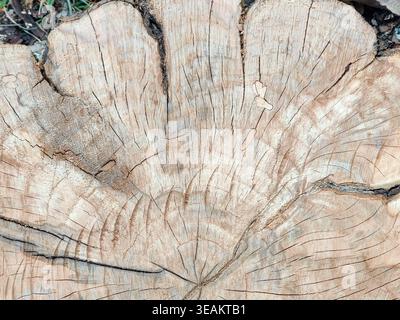 Holzstumpf mit mehreren tiefen Rissen, die von der Mitte (Kern) zu den Kanten ausstrahlen. Textur des Schnittes alter Rissbaumstumpfes mit Jahresringen. Nahaufnahme Stockfoto
