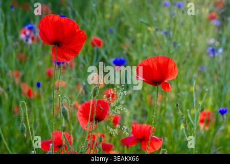 Mohnblumen im Frühling Stockfoto