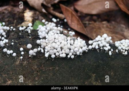 Schöne schirmförmige weiße kleine Pilze leben in einer Kolonie auf der Rinde eines gefallenen Baumes in einem tropischen Wald. Vietnam Stockfoto