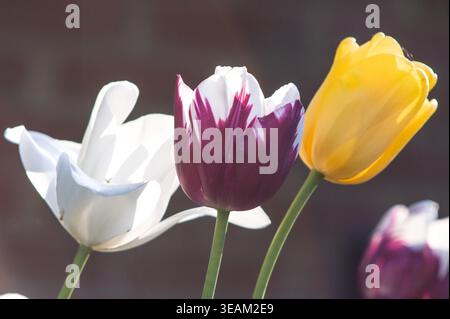 Gemischtes Bouquet aus weißen und violetten Tulpen mit gelben Blüten in einem Frühlingsgarten, elegante Blumenkomposition mit satten Farben Stockfoto