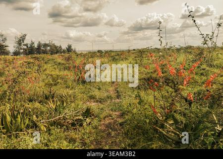 Blühende Aloe Vera mit rosa Blüten blüht in der Wildnis in den Savannah Graslandschaften von Syokimau, Kenia Stockfoto