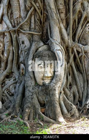 Breiterer Blick auf den berühmten Buddha-Kopf, eingebettet in Baumwurzeln im Wat Mahathat Ayutthaya, Thailand, mit umliegenden Stamm und alten Backsteinruinen. Stockfoto