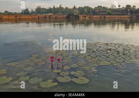 Rosafarbene Lotusblüten blühen zwischen Lilienpads auf einem ruhigen Teich in der Nähe von Angkor Wat bei Sonnenaufgang in Siem Reap, Kambodscha. Stockfoto