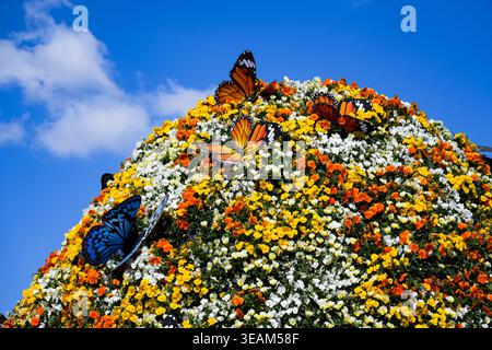 Farbenfrohe Blumenpracht lebendige Stiefmütterchen blühen in einer sonnendurchfluteten Umgebung und heben nachhaltige städtische Gartenarbeit hervor. Stockfoto