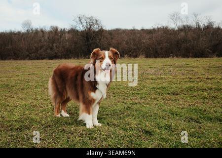 Froher Australian Shepherd mit rotem Dreifarbenmantel steht auf einer weiten Wiese unter wolkigem Himmel. Aktiver und freundlicher Hütehund auf natürlichem Feld. Stockfoto