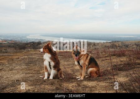 Australian Shepherd und Deutscher Schäferhund sitzen auf einem Hügel mit weiter Flusslandschaft im Hintergrund. Starke, treue Hunde in einer malerischen offenen Landschaft. Stockfoto