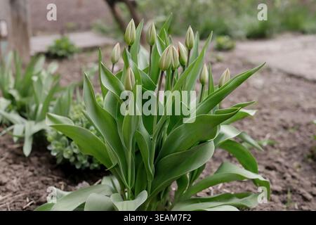 Ungeopfnete Tulpenknospen wachsen im offenen Boden. Tulpen wachsen im Garten im Frühling Stockfoto