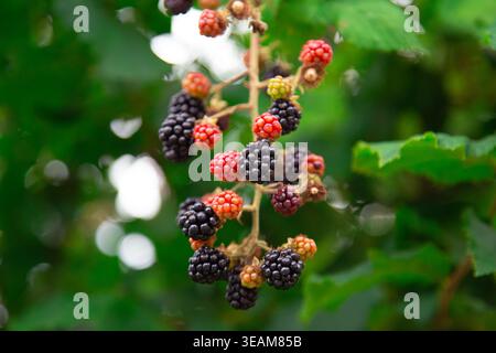 Dieses Bild zeigt eine detaillierte Ansicht der wilden brombeerpflanze, bekannt als Rubus fruticosus, die Beerencluster in verschiedenen Reifestadien zeigt Stockfoto