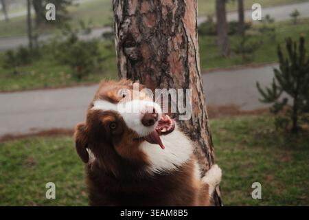 Australian Shepherd lehnt sich spielerisch gegen einen Baumstamm im Park und drückt Energie und einen fröhlichen Haustier-Lebensstil in einer natürlichen städtischen Umgebung aus. Stockfoto