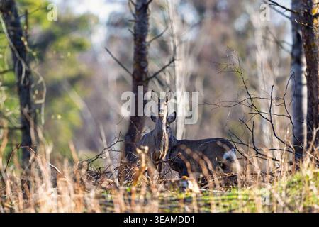 Zwei Rehe im Wald Stockfoto