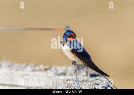 Scheunenschwalbe blickt zurück Stockfoto