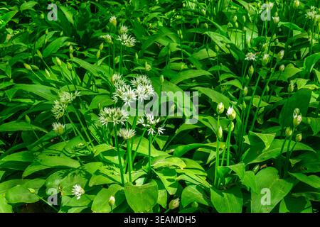 Ramsons Blumen blühen auf einer Wiese Stockfoto