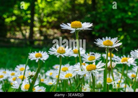 Blühende Gänseblümchen im Sommer Stockfoto