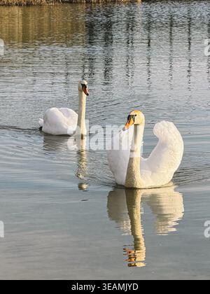 Zwei wunderschöne weiße Schwäne schwimmen bei Sonnenuntergang auf ruhigem Seewasser Stockfoto